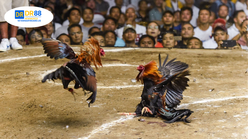 DR88 kèo gà - Hướng dẫn chi tiết và phân tích các lựa chọn 2 Hiểu về DR88 kèo gà